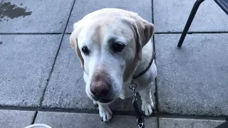 Starbucks, blind, guide dog, finding the counter, finding a table, Antonia getting her treat!