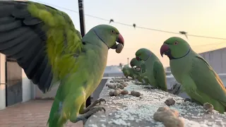 Parakeet Feeding - Day 234