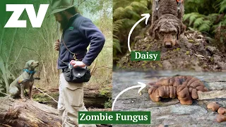 What do zombie fingers smell like? Detection Dog Daisy is on the scent