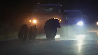 Yellowstone grizzly bear family strolling in rain fall