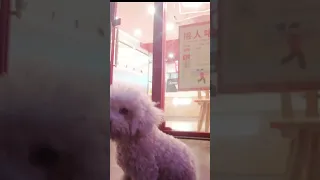 Tik Tok Chó Phốc Sóc Mini 😍 Funny and Cute Pomeranian272