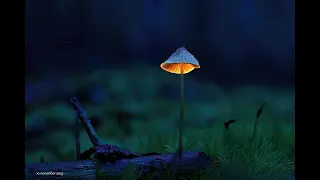 smukke  lysende svampe som jeg har taget
