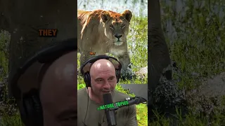 The Incredible Story of Super-Sized Lions: Relentless Enemies | Forrest Galante & Joe Rogan