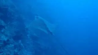 Spotted Eagle Ray Dance