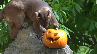 🎃 Halloween 2023 🎃 Enriquecimiento ambiental para las fosas en BIOPARC Valencia