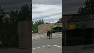 Mother Moose Walks Her Twins Down the Street in Alaska || ViralHog