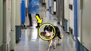 Dog runs into hospital. Nurse bursts into tears when she realizes why!