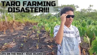 Taro Farming DISASTER! | Oh No! | But Why? 😭