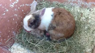 Kaninchen bekommt Baby's