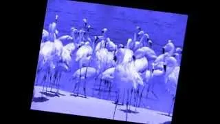 Royal blue flamingos.wmv