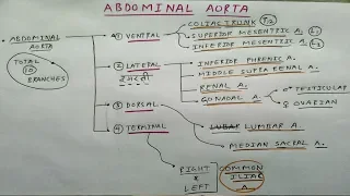 Abdominal Aorta Branches | Part 1 | Anterior, Posterior, Medial, and Terminal Branches