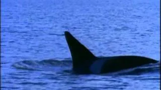 Orca-XVid.avi