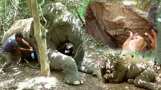 Debilitated elephant being helpless in the wild found sympathetic people to treat