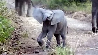 Adorable Elephant Charges Tourists...Then Chickens Out