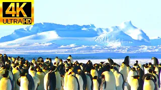 Penguins in 4K / Antarctica, Penguins Paradise of the South Atlantic.