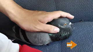 Cute Pigeon Friendly Cuddle