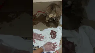 persian cat giving birth!