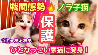 威嚇全開のノラ子猫保護！攻撃的な子猫が甘えん坊の美猫に#子猫#子猫保護#猫#cat