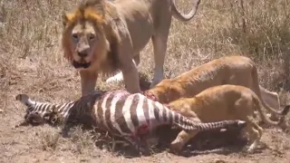 #lion #zebra #wildlife Lion Take Down Zebra and Eat Alive - Animal Fighting | ATP Earth
