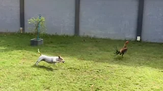 Jack Russell Terrier vs Cheeky Rooster