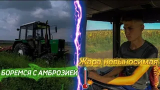 ЖАРА НЕ ВЫНОСИМАЯ В ТРАКТОРЕ! НА КАКОЙ ПЕРЕДАЧЕ ДИСКУВАТЬ? ЗАКАНЧИВАЮ ДИСКОВКУ ПОЛЯ.