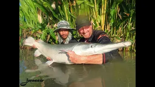 JURASSIC MOUNTAIN FISHING RESORT. Day 1 action. March 2021. Arapaima, Alligator gar, Siamese carp.