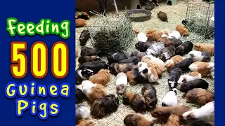 Feeding ALL The Guinea Pigs At The L.A. Guinea Pig Rescue