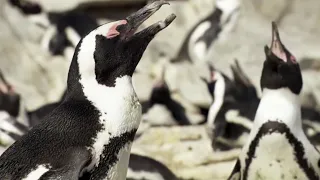 Penguins Survival Skills You Don't Know About | BBC Earth