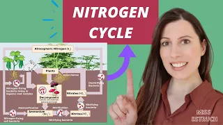 NITROGEN CYCLE: A level biology AQA.   Saprobionts, nitrogen-fixing, ammonification & nitrification