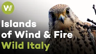 Volcanic rocks and the abundance of wildlife - Aeolian Islands | Wild Italy - Islands of Wind & Fire