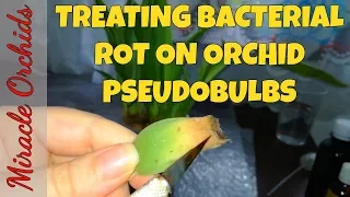 How to treat pseudobulb bacterial infections on orchids