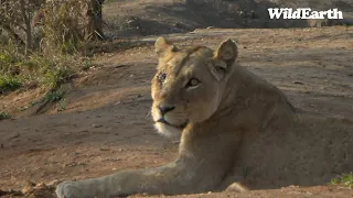 WildEarth - Sunrise Safari -  21 September 2023