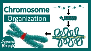 Chromosome structure | Chromatin organization | 3D chromatin | levels of organization in chromosomes