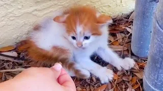 Aggressive, Feral Kitten Loves To Cuddle Now - Rescue Homeless Cat