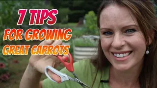 7 Tips for growing and thinning to get a great carrot harvest!