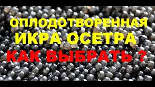 ОПЛОДОТВОРЕННАЯ ИКРА ОСЕТРА, КАК ВЫ БРАТЬ ?