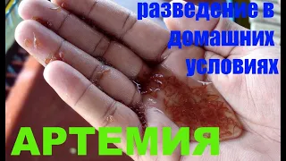 Артемия - разведение в домашних условиях! Просто и без заморочек)