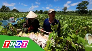 Cà Mau: Đặc sản rau mác giúp người dân có thu nhập | THDT