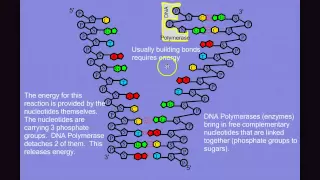 DNA Replication