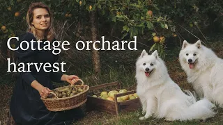 Apple Orchard Harvest - Fruit Trees in our Cottage Garden | Slow Living Vlog