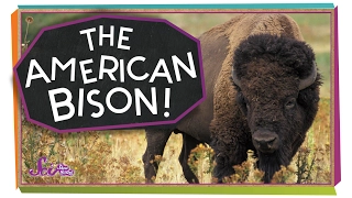 Meet the American Bison!
