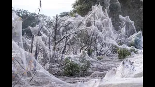 Паучий апокалипсис или нашествие пауков в Австралии #Australia #Victoria #spiders