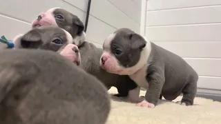 Teenage Mutant Ninja Turtle Litter weeks 0-3 || puppies blue Boston terriers