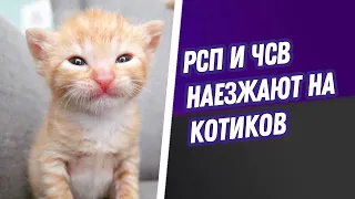 РСП и ЧСВ наезжают на котиков