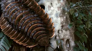 Arthropleura - The Largest Arthropod That Ever Existed / Documentary (English/HD)