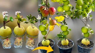 How To Grow Apple Tree From Apple Fruit | Growing Apple Trees From Apple Fruit | Pine Apple Planting