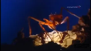 Город муравьев. Тайная жизнь насекомых. Дикая природа. Док фильм.