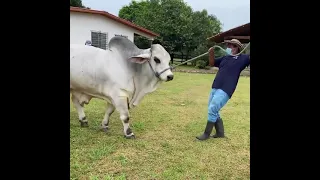 🔴 BEAUTIFUL COWS AND BULLS ✅  2 Shorts Brahman Bulls