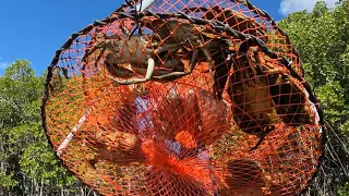 BIG MUD CRABS - Pots full of crabs | Catching SEAFOOD FEAST | Catch and Cook