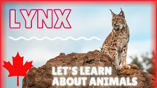 Learn About Lynx: Educational Video / ESL Listening Lesson - Iconic Canadian Animals - Fun English